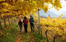 Camminando per le vigne in autunno