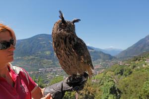 Dimostrazione di volo di uccelli rapaci a Castel Tirolo