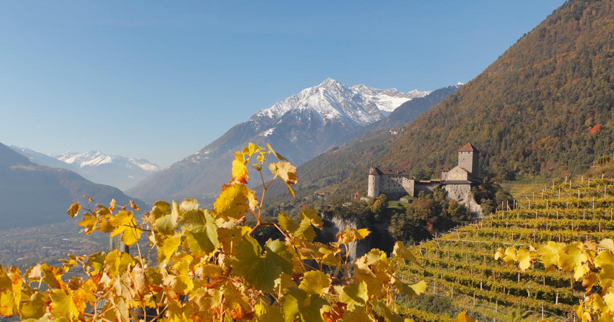 Herbstfärbung in den Weinbergen um Schloss Tirol